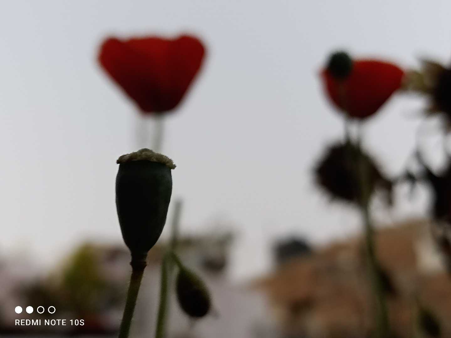 flowers = love ❤