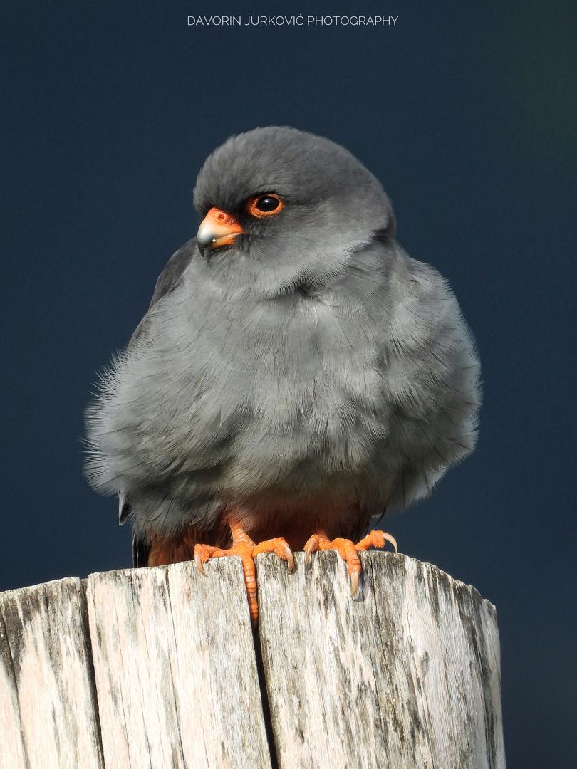Falco vespertinus 