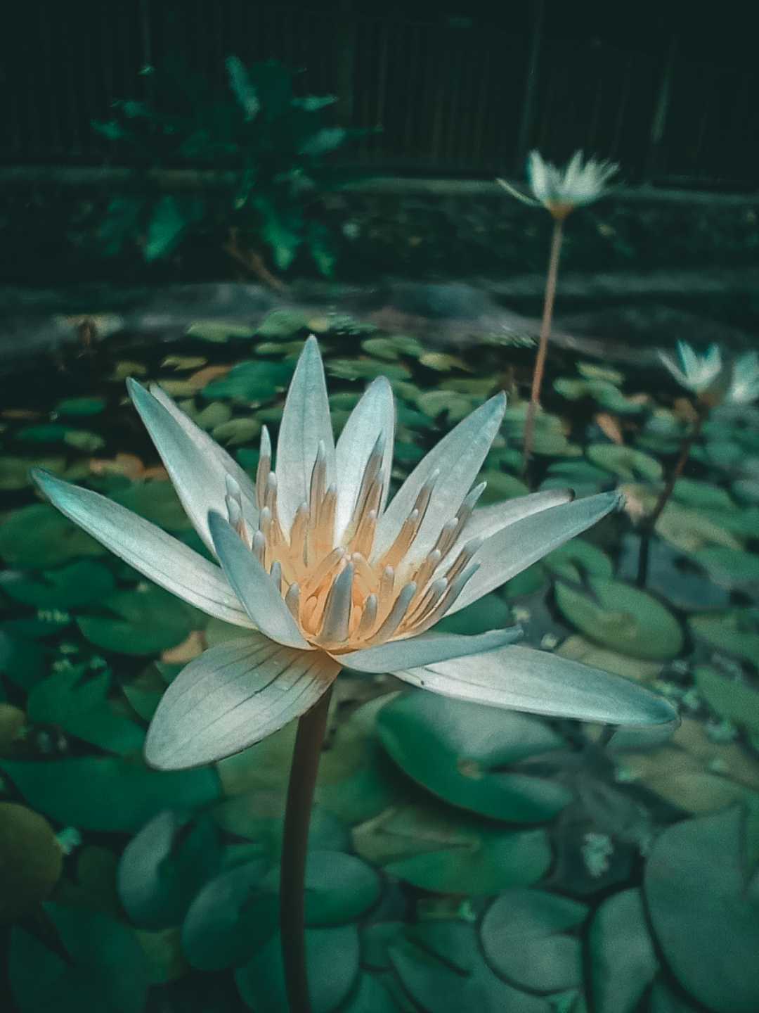 Teratai (Nymphaea)