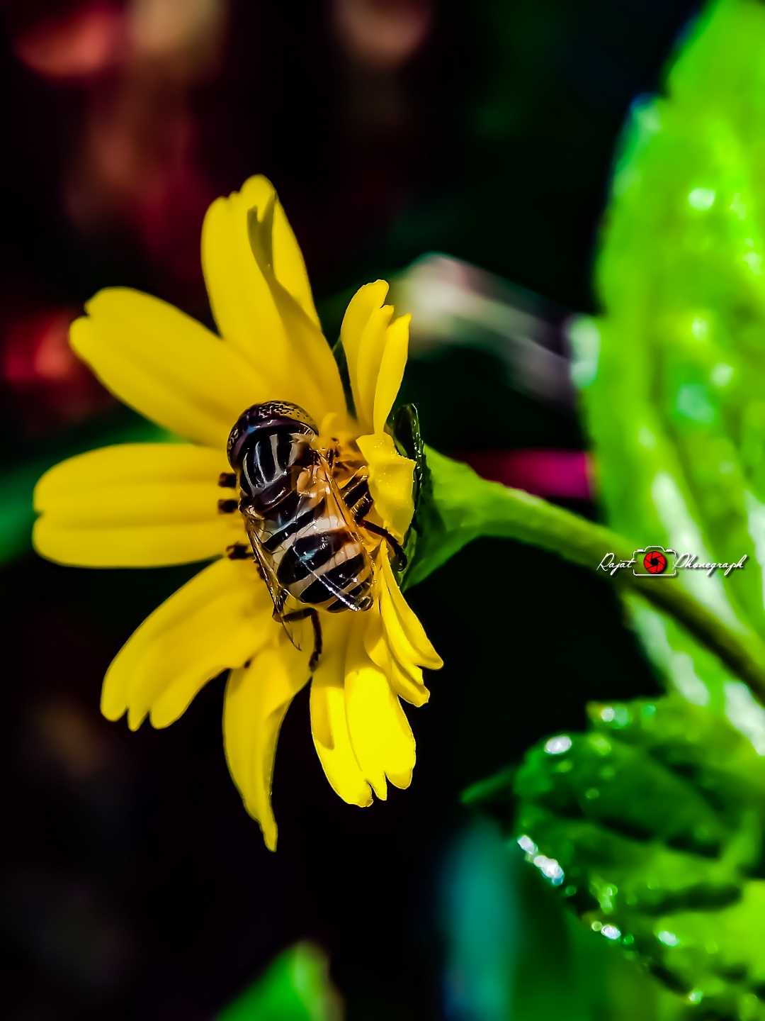 macro