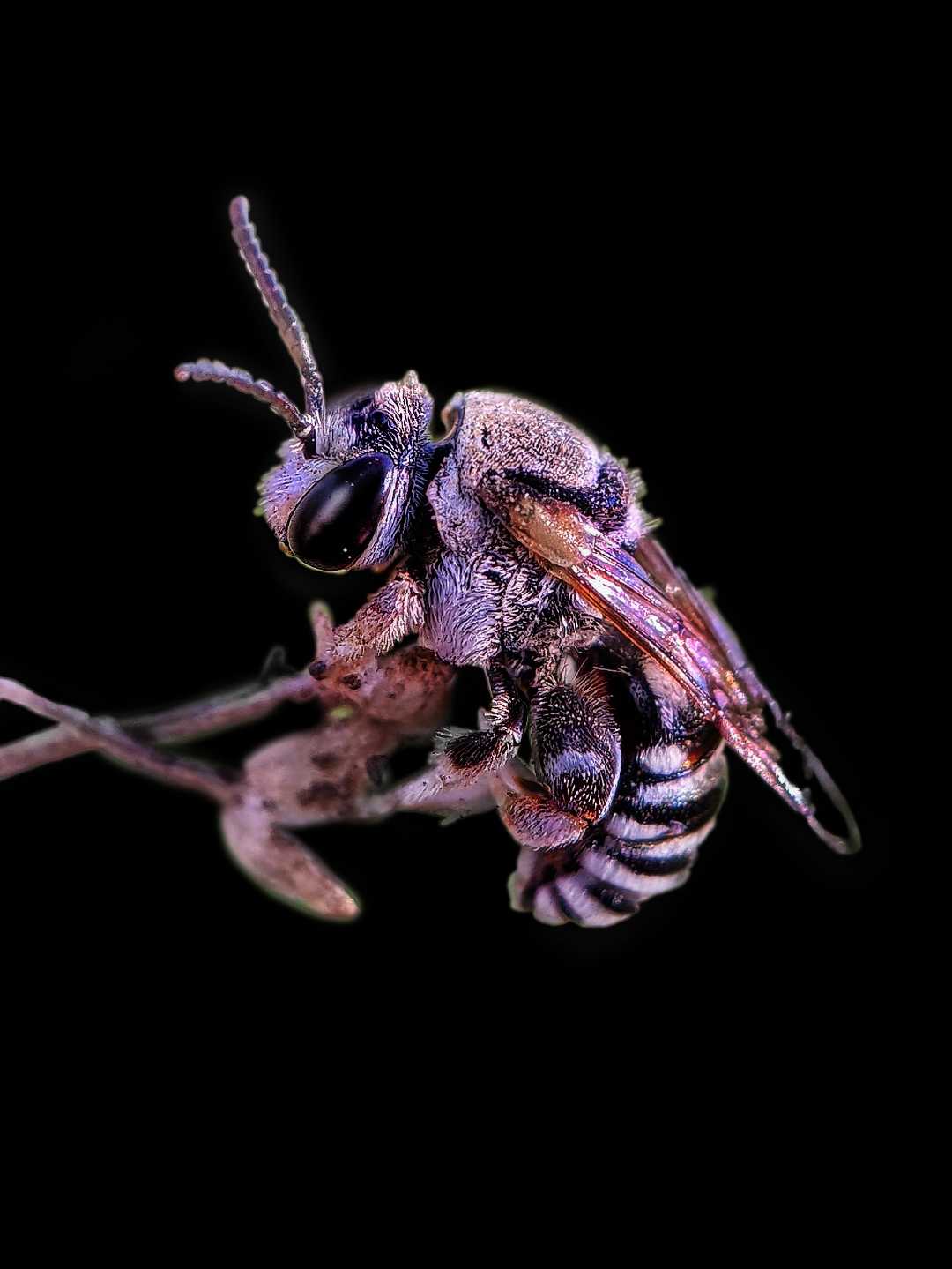 Sweet bee 🐝