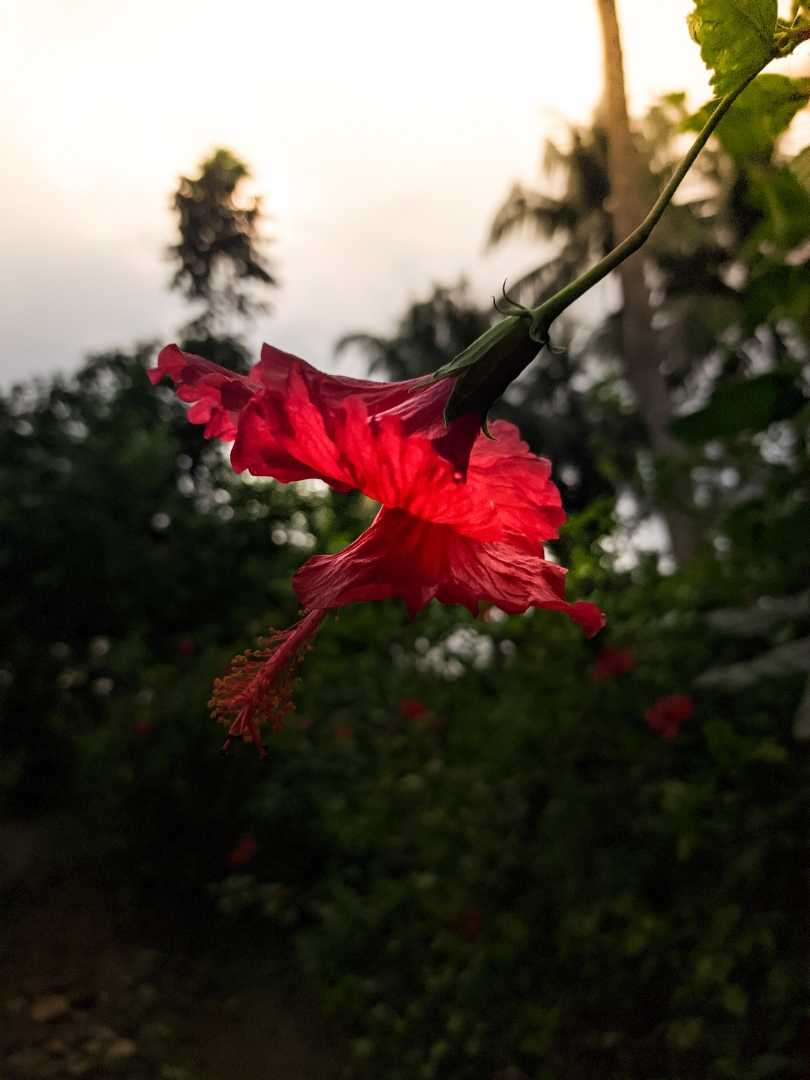 🌼