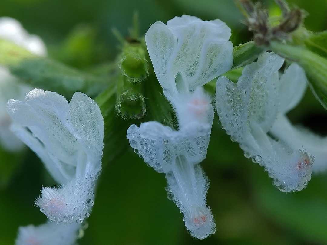 Leucas