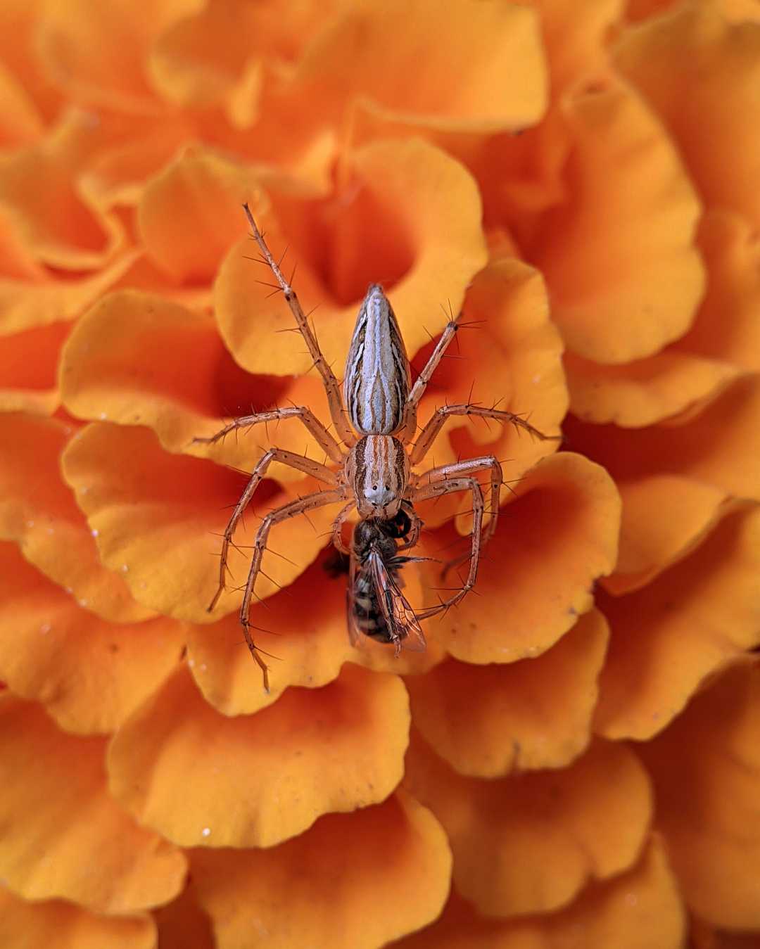 In frame- lynxspider

