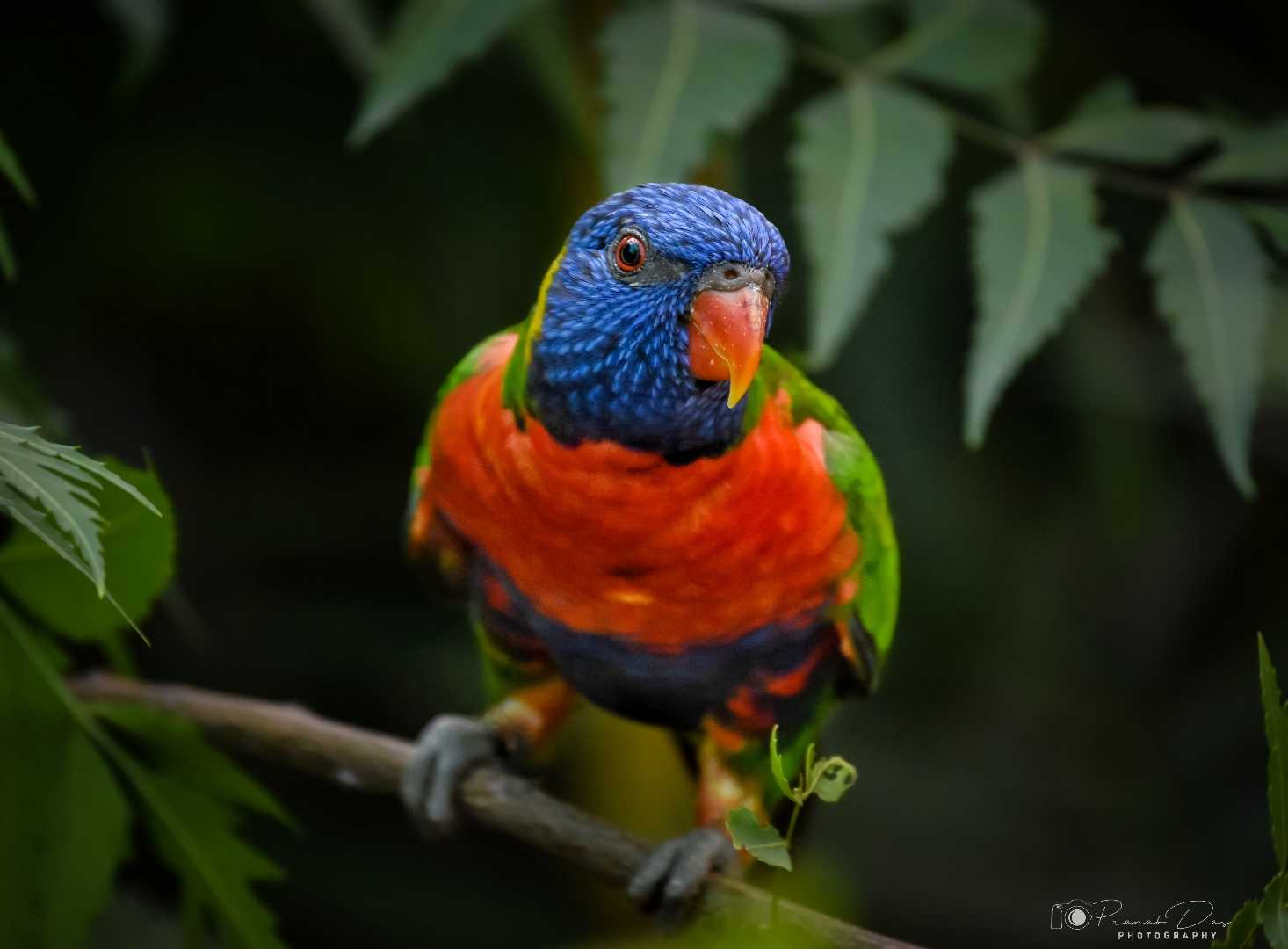 Rainbow Lorikeet 🐦🌈