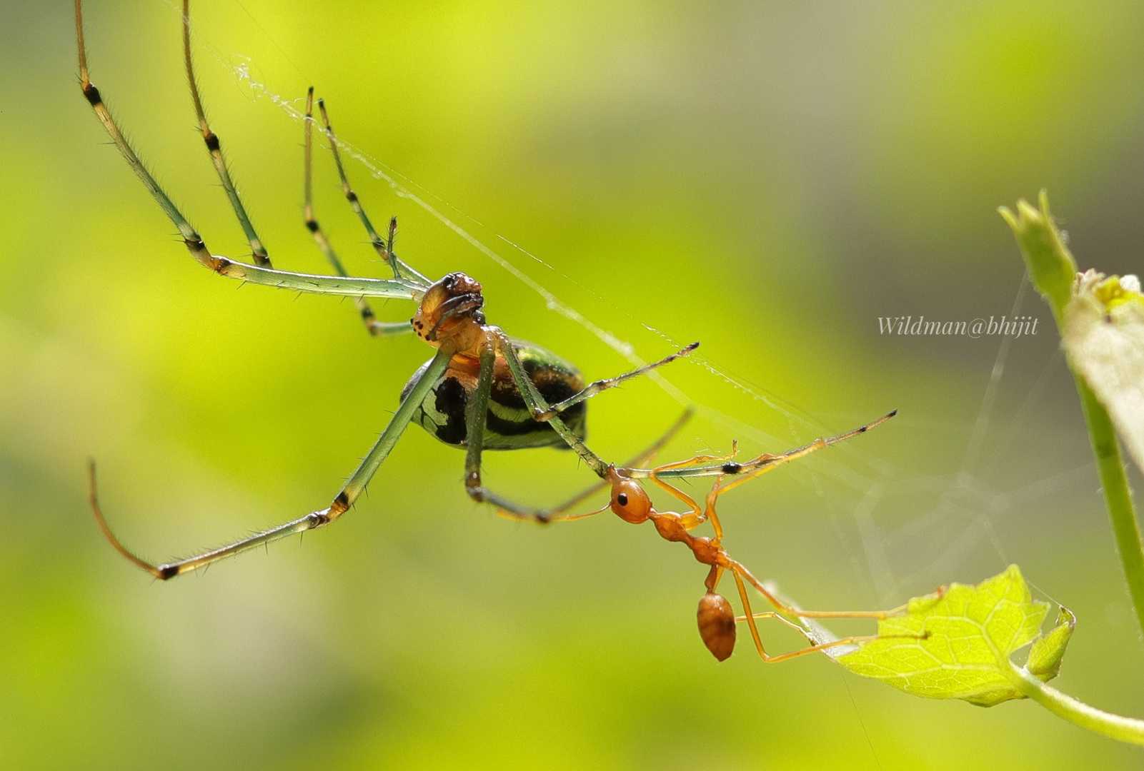Macro World