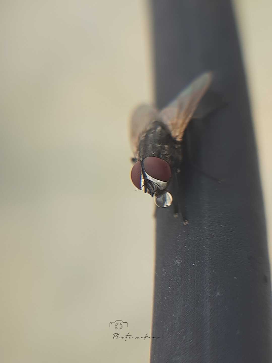 macro photography 