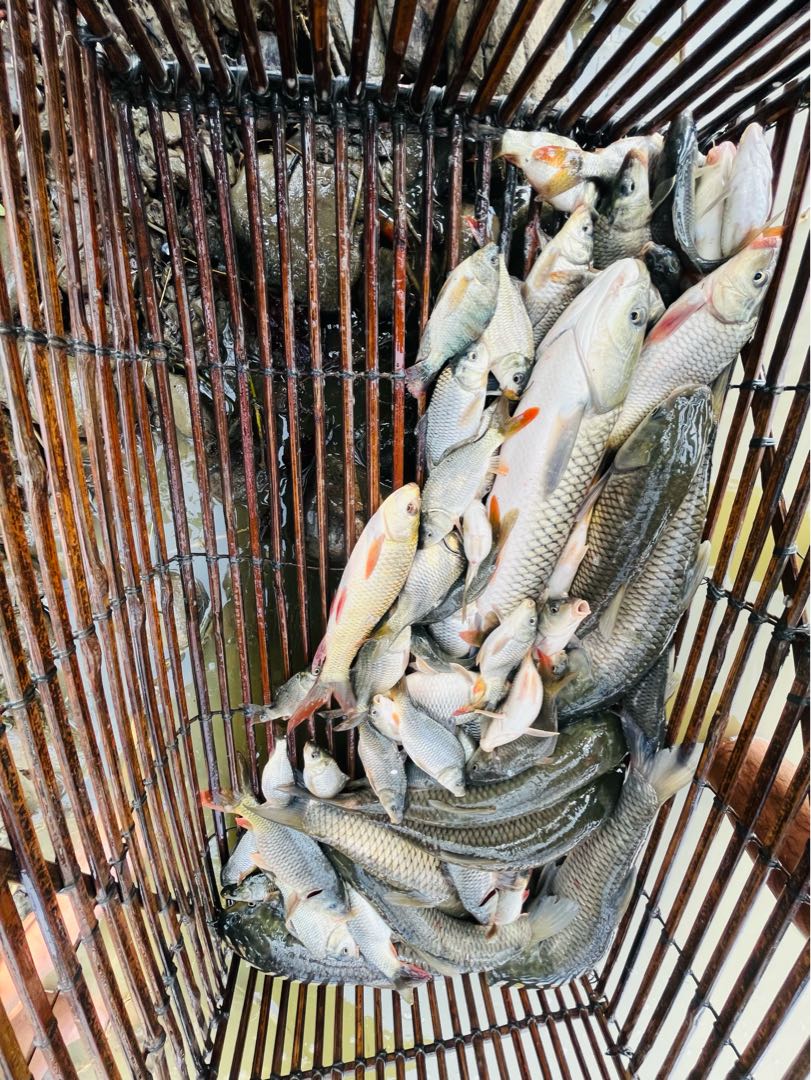 fish of Manipur 