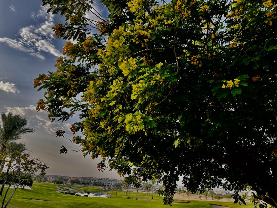 Trees ❤️