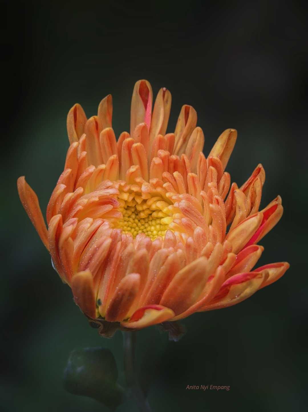 Bunga orange 