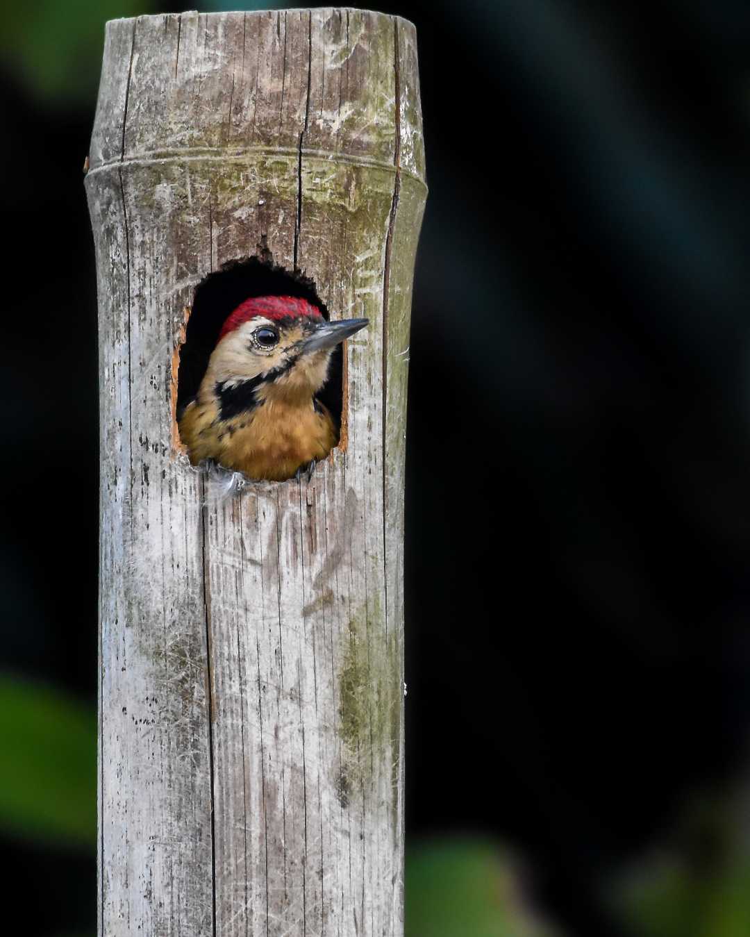 Fulvous breasted woodpecker (male)