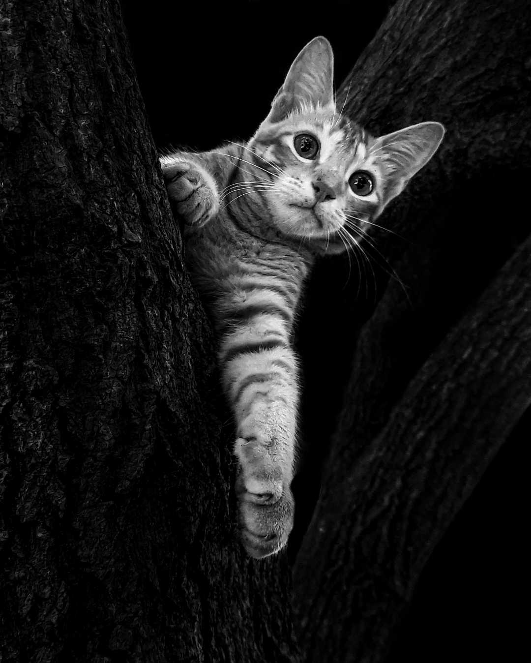 Pet