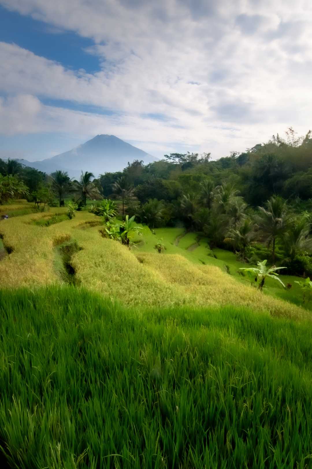 Sawah Kajoran