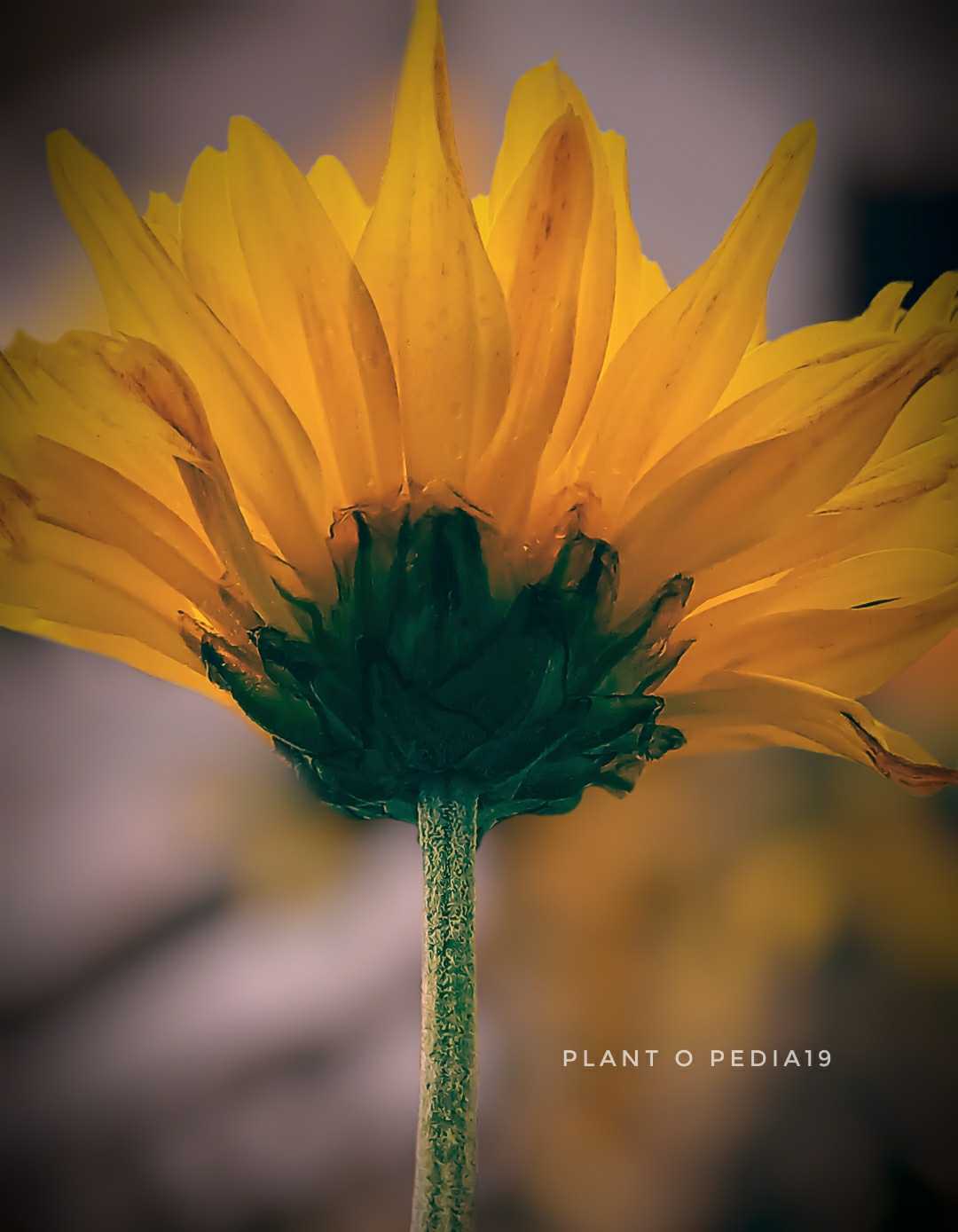 Yellow Obsession 💛💛