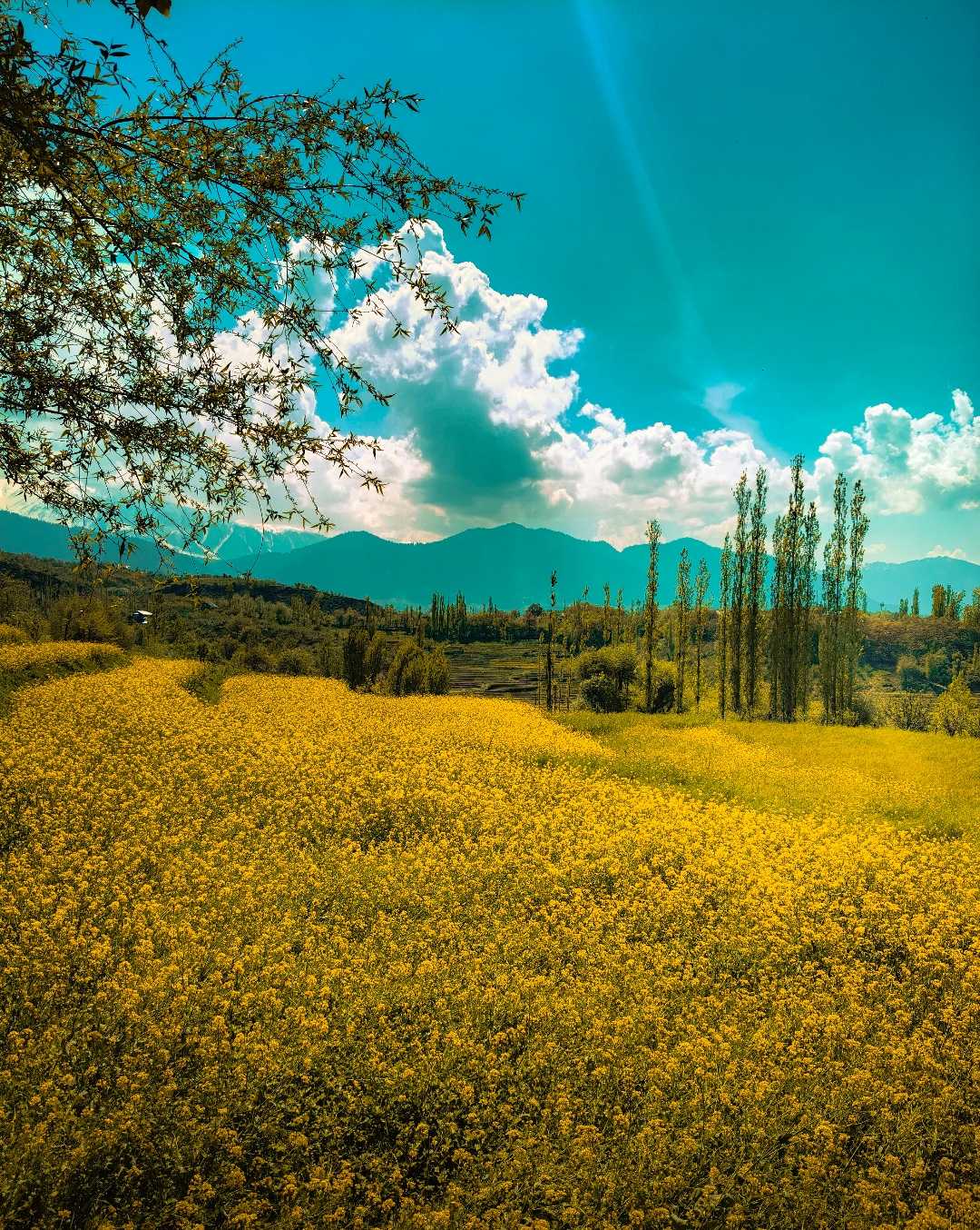 Mustard fields of Kashmir