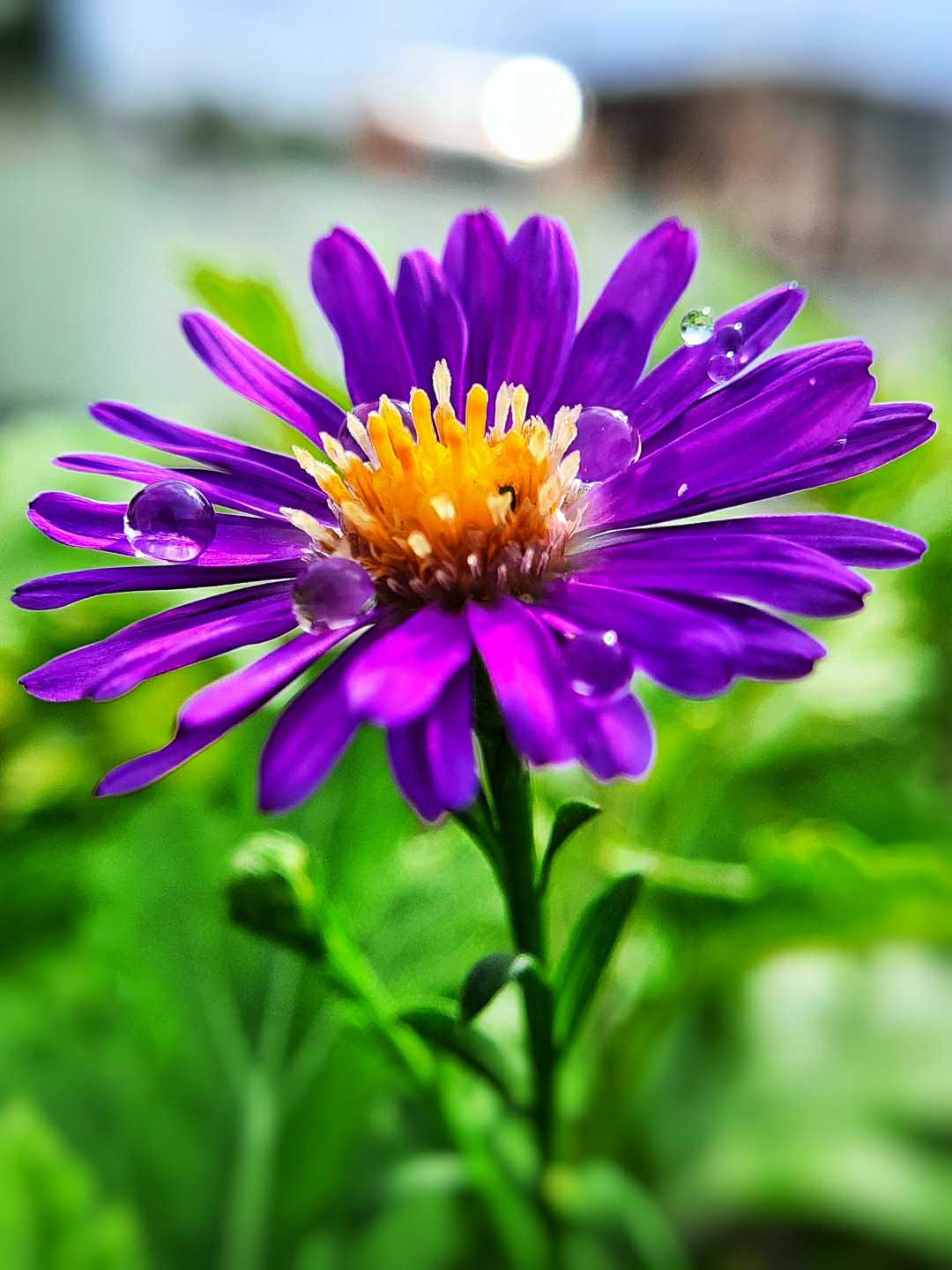 Purple flower💜