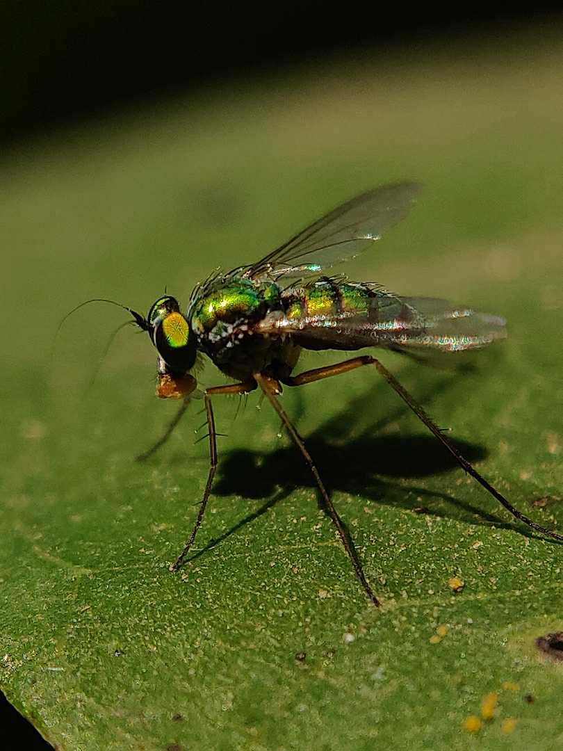fly.