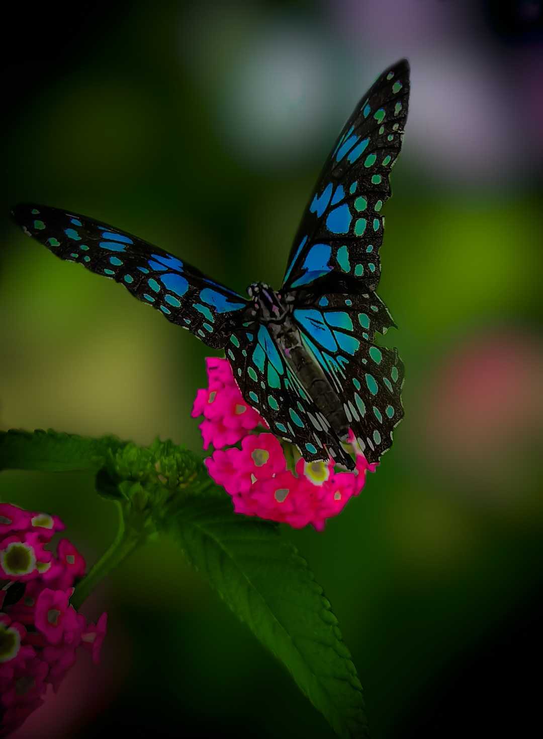 Butterfly photography ❤️.