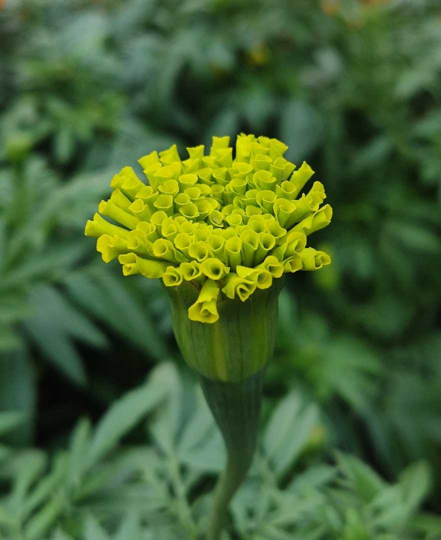 Kuncup Marigold 