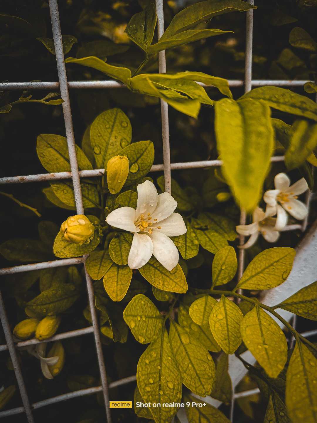 Nature Photography 