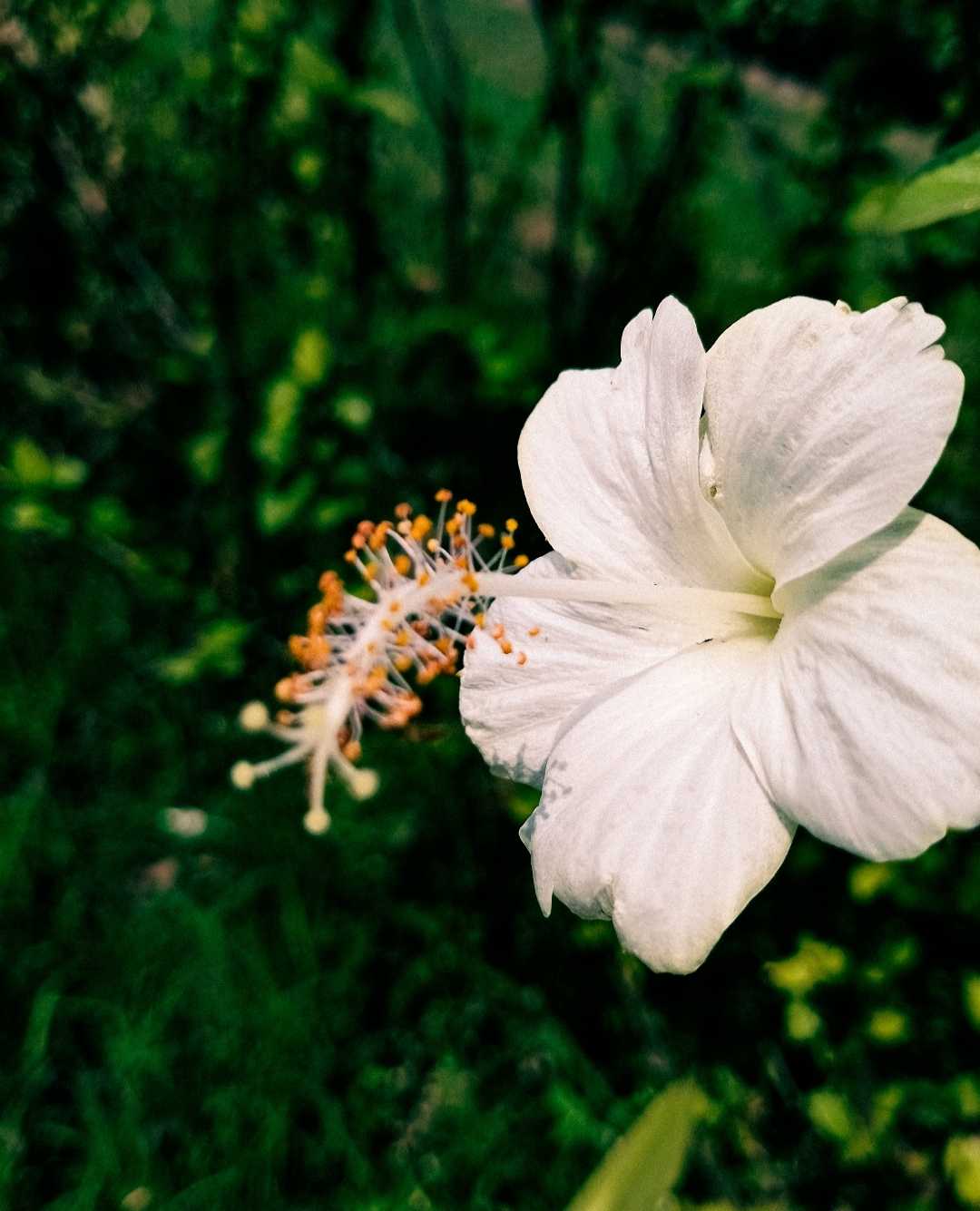 flower photography 📸