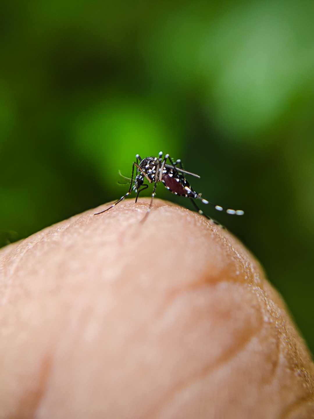 Mosquito 🦟