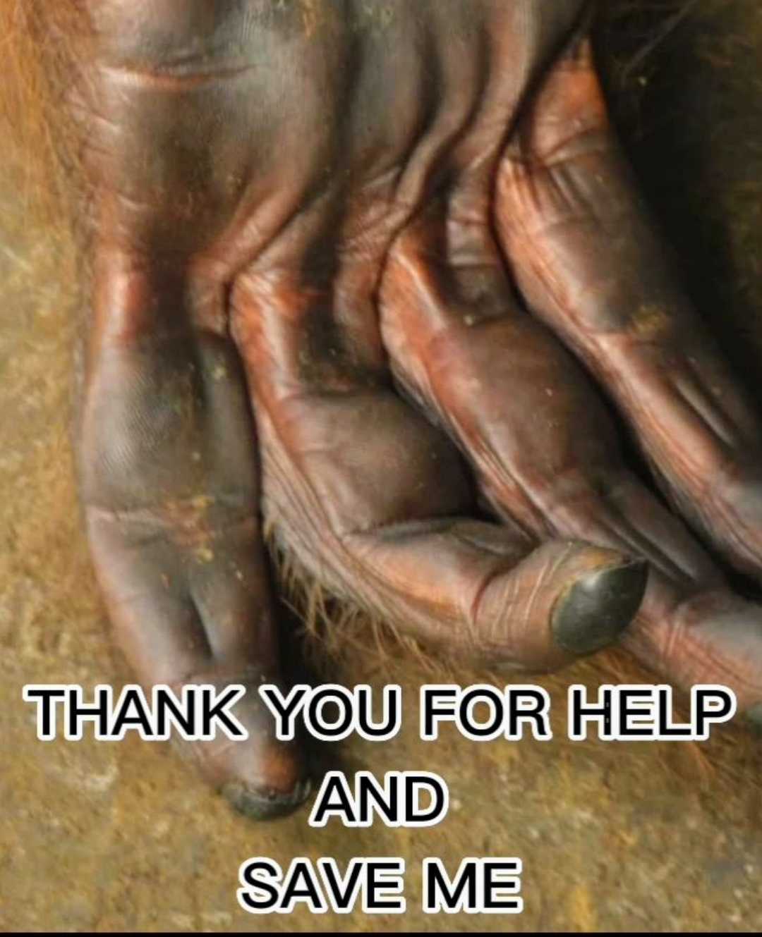 Orangutan Caring Week 2022