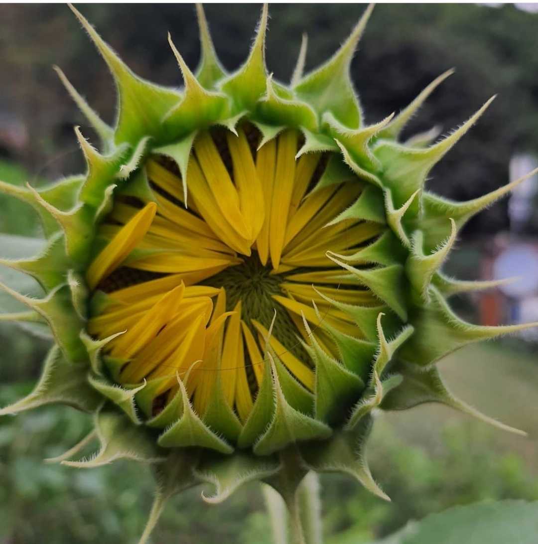 günebakan 🌻