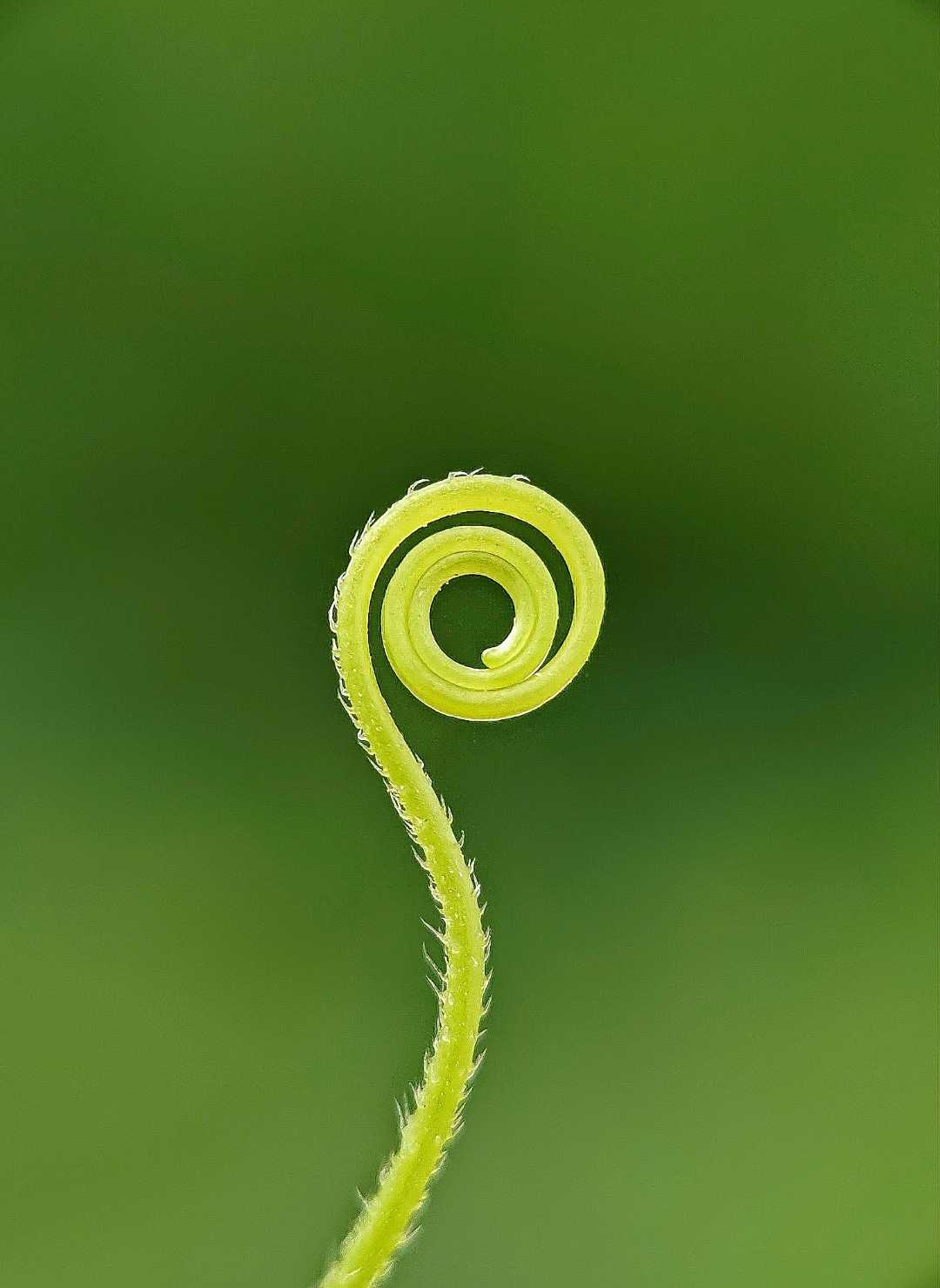 Tendril 