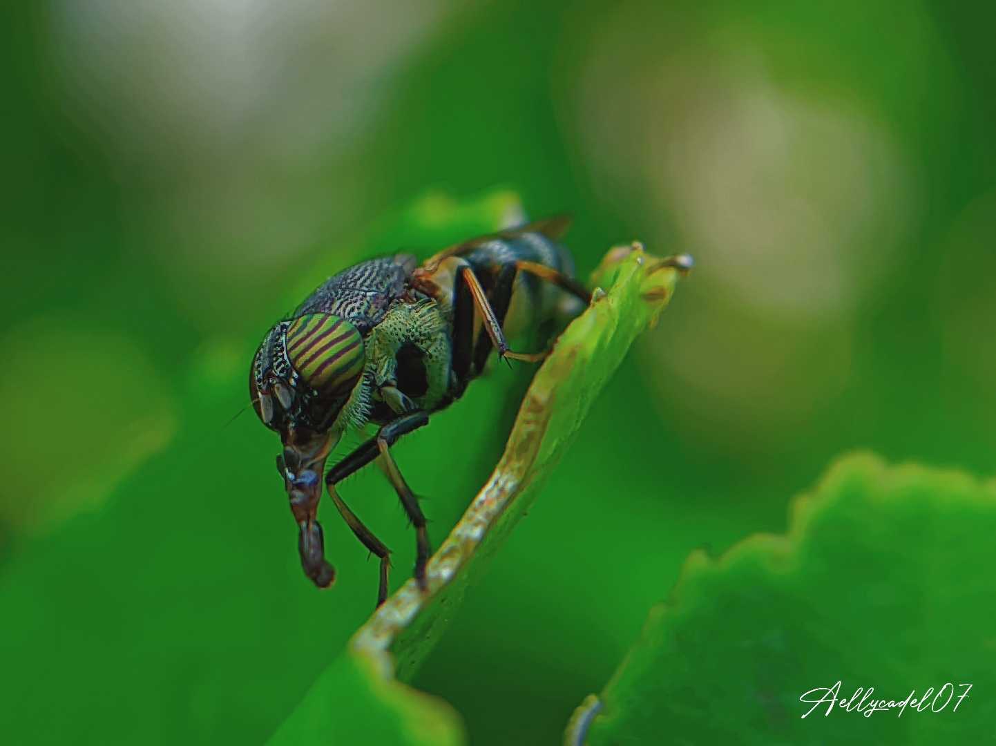 Stomorhina