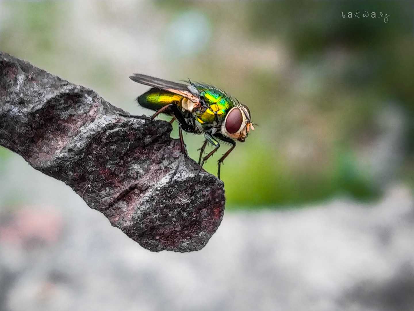 macro mode 😁