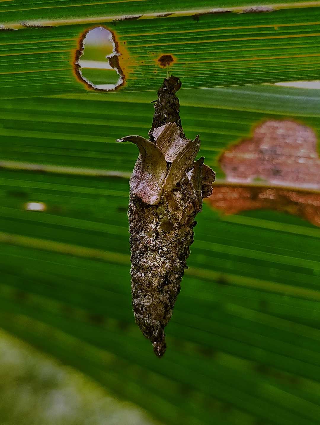 Ulat Bungkus