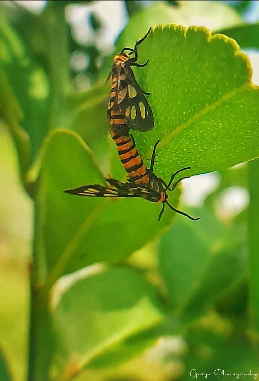 Kupu-kupu Kecil

