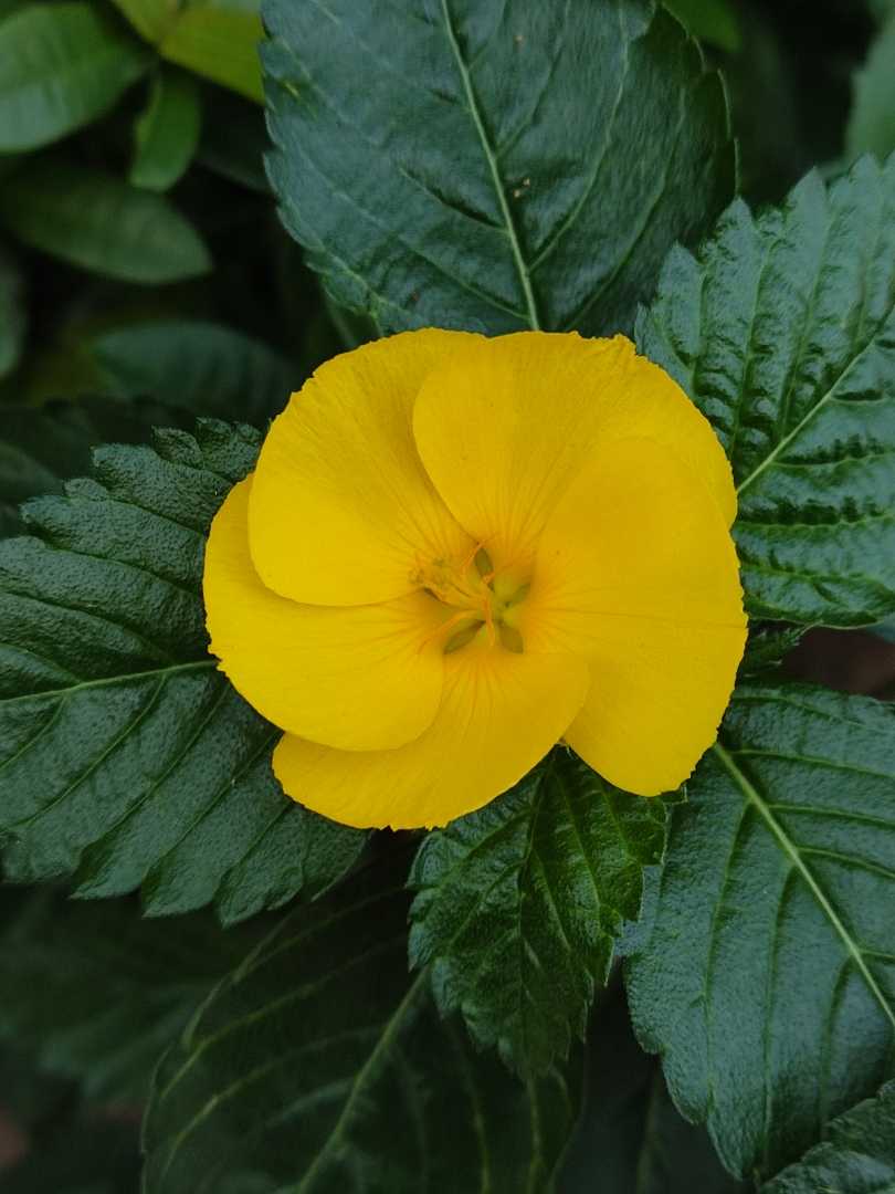bunga pukul delapan