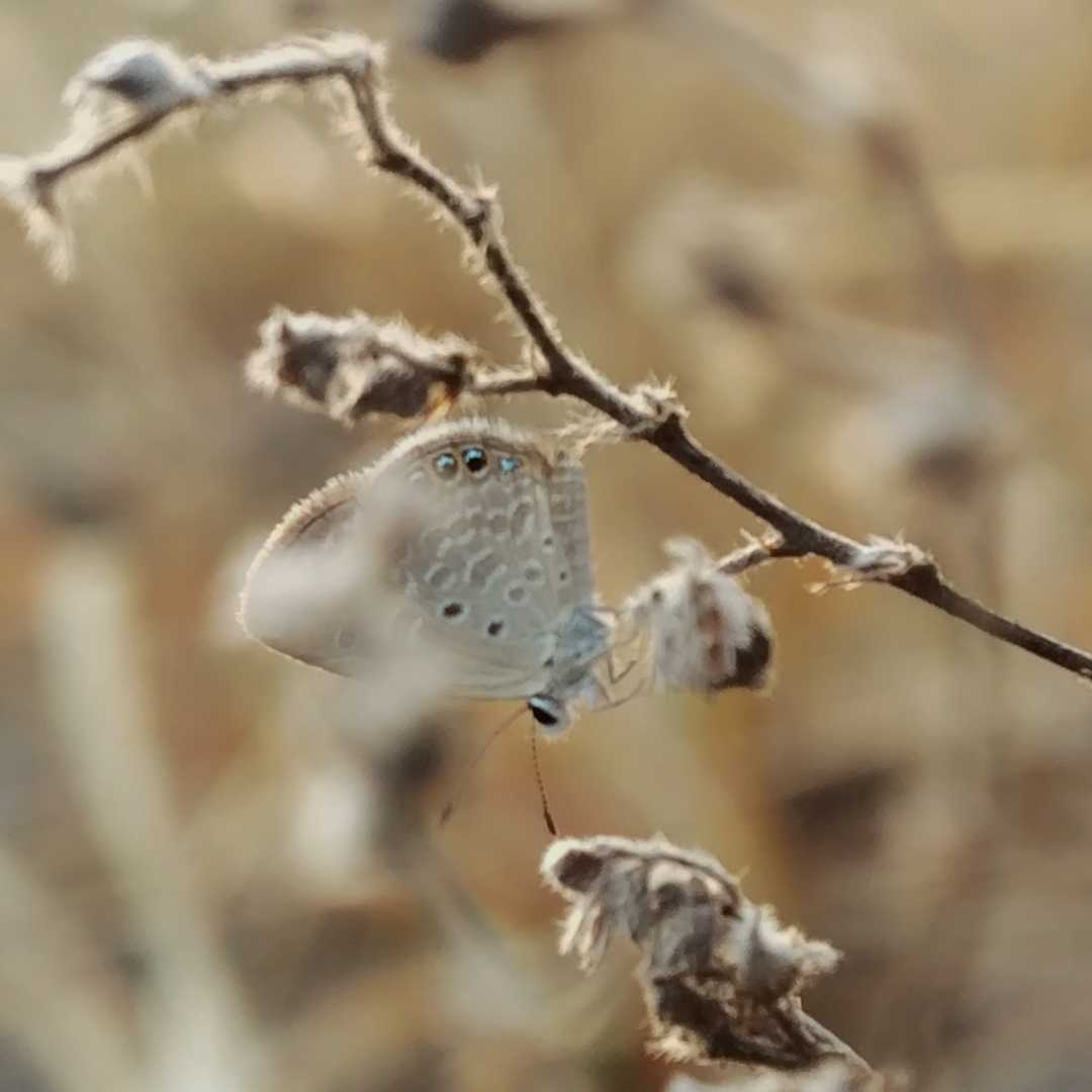 🦋