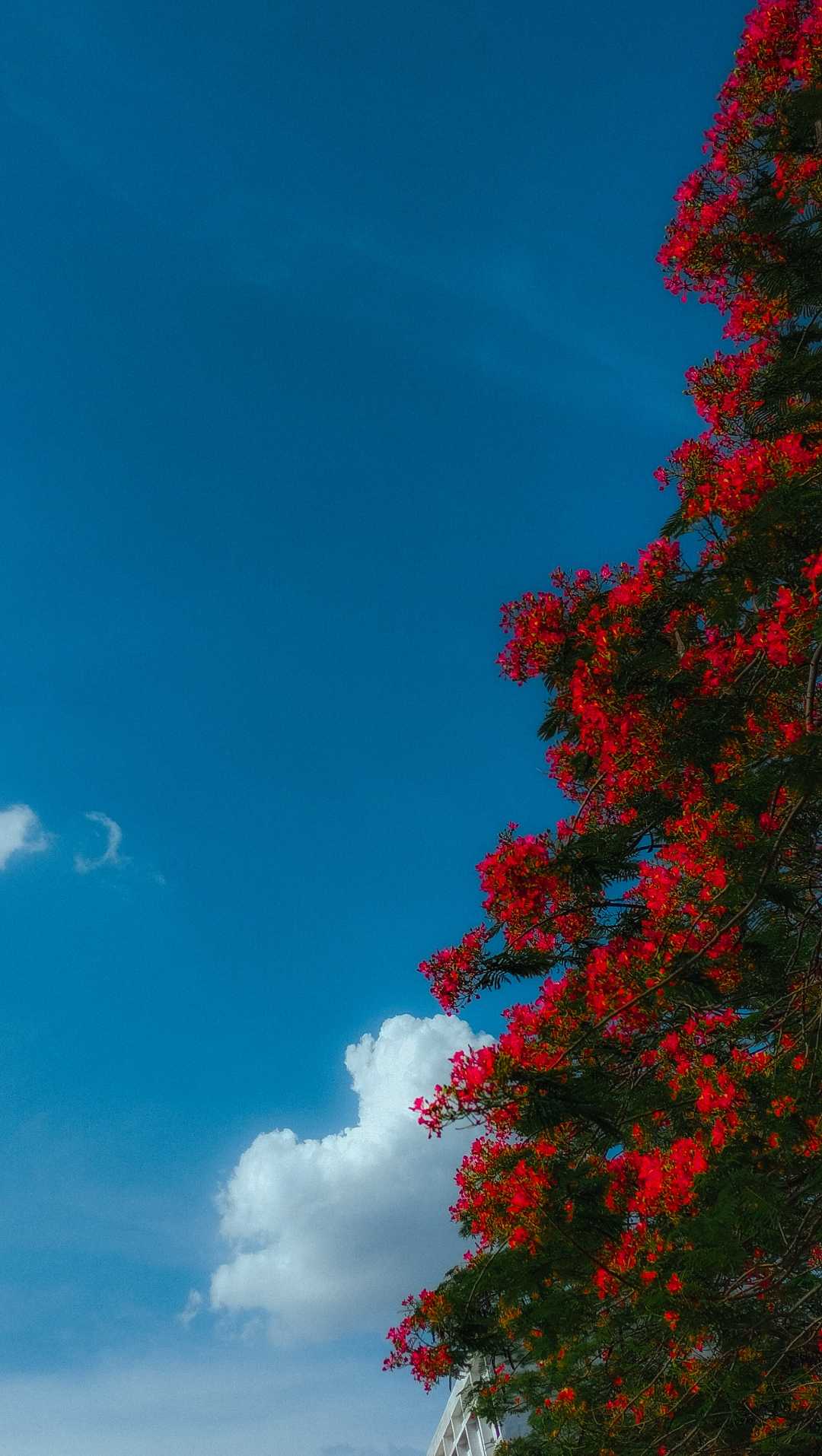 Gulmohar गुलमोहर 