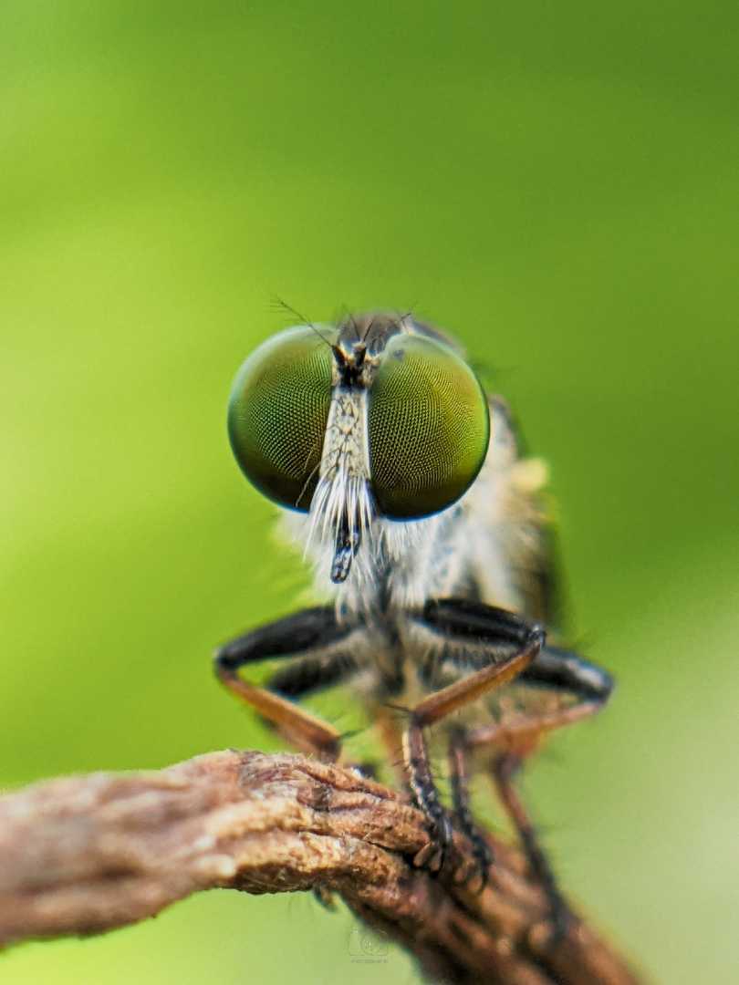 Robber Fly