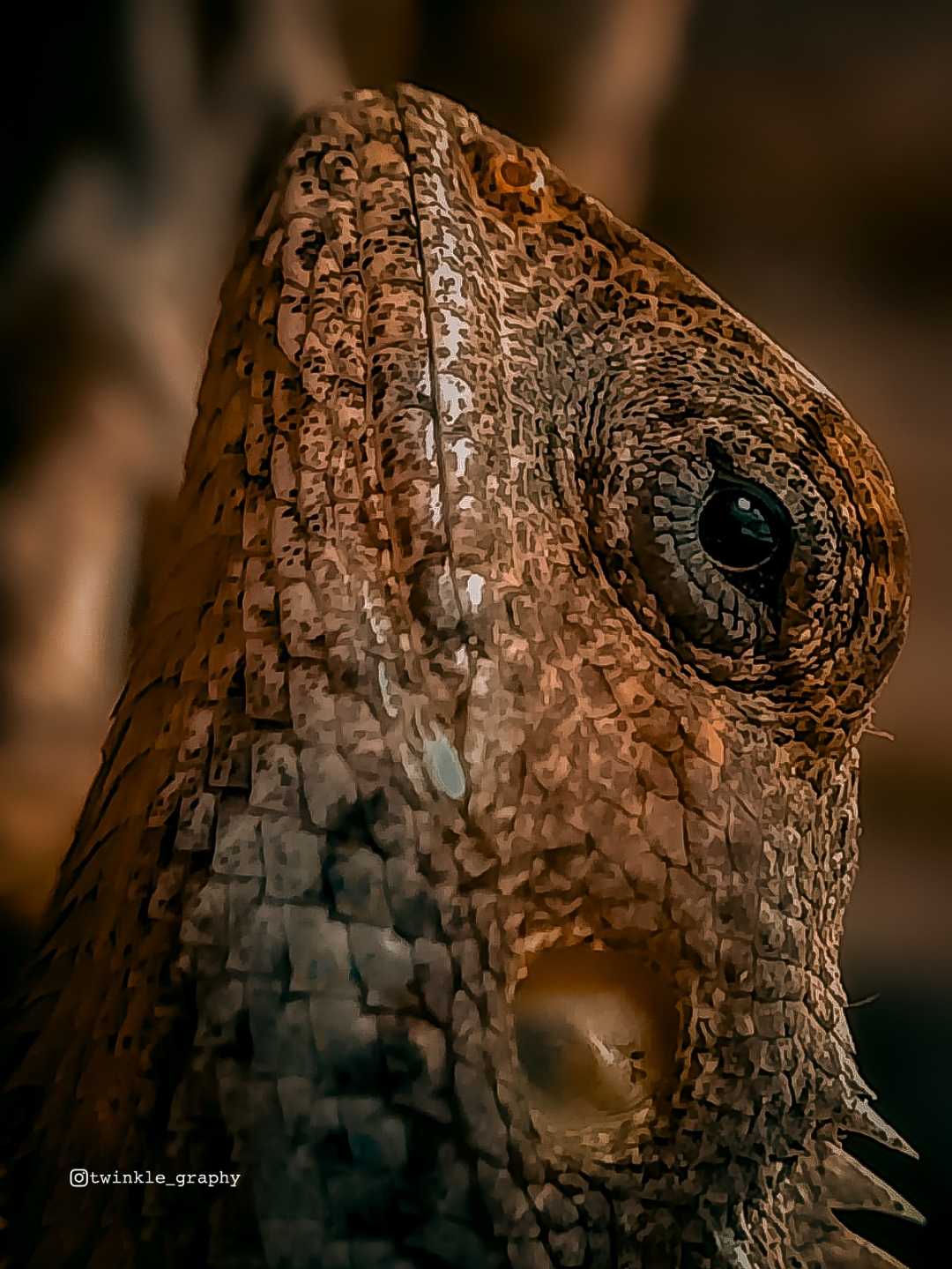 Oriental Garden Lizard