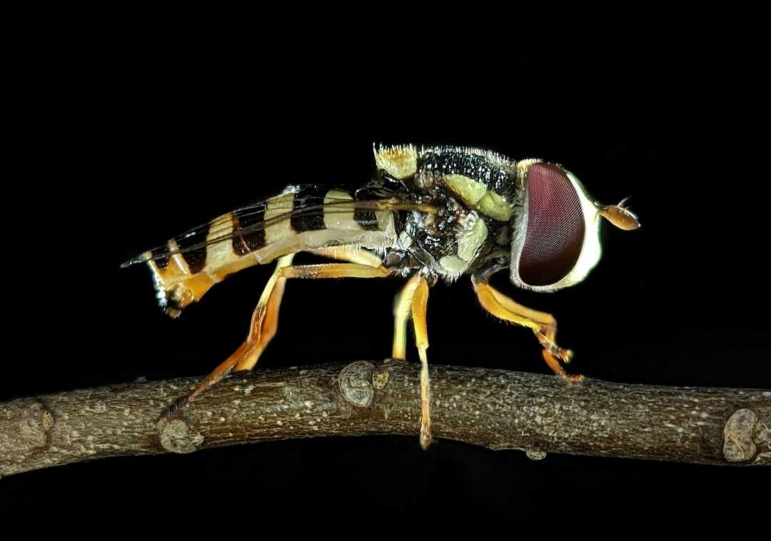 Hover fly 