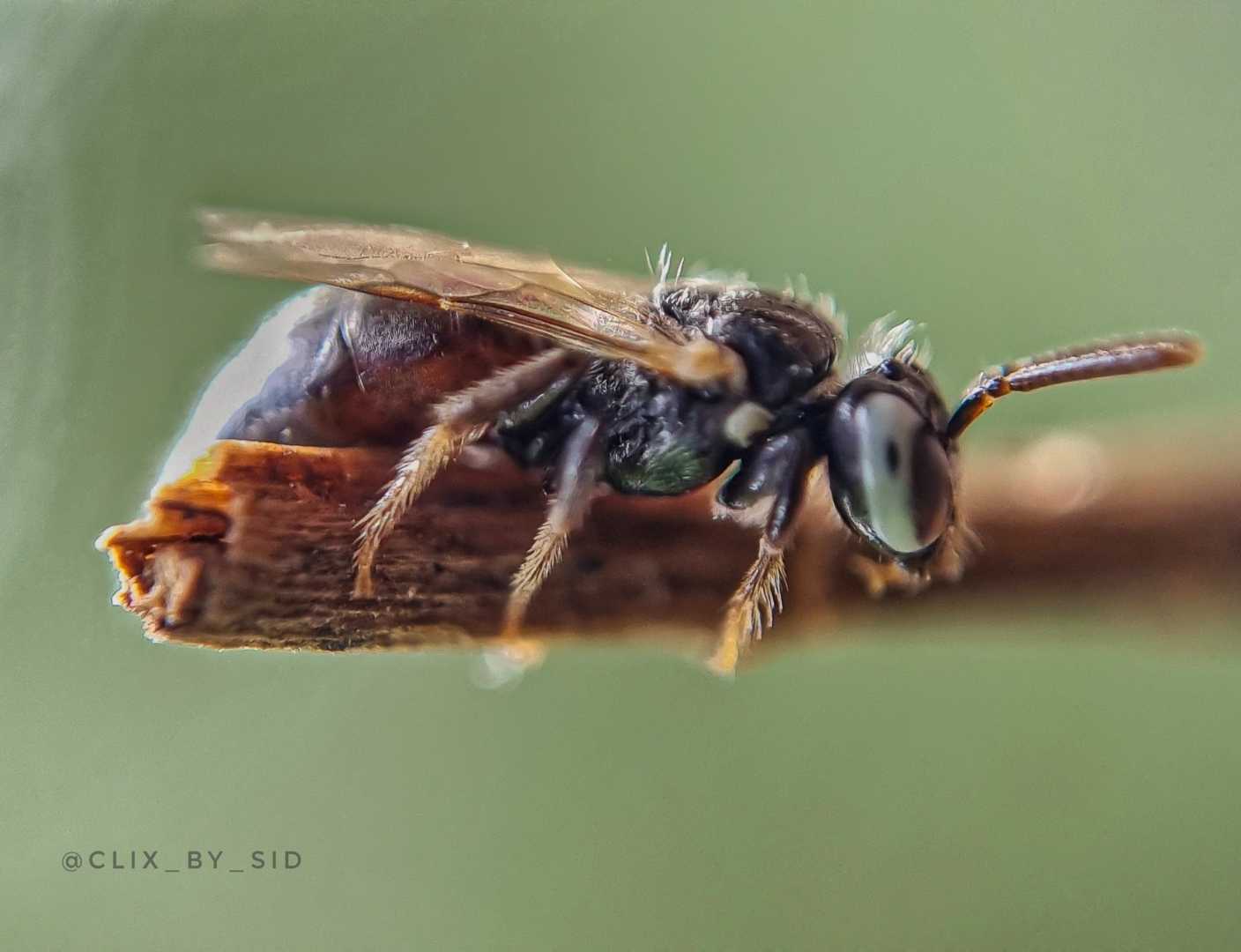 macro wasp