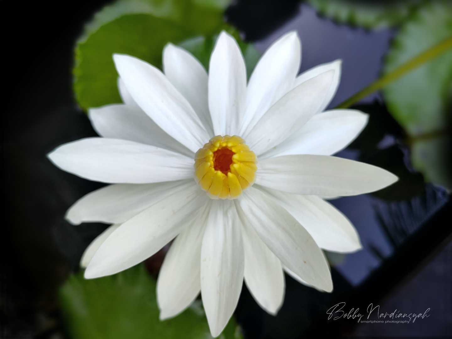 Nymphaea lotus