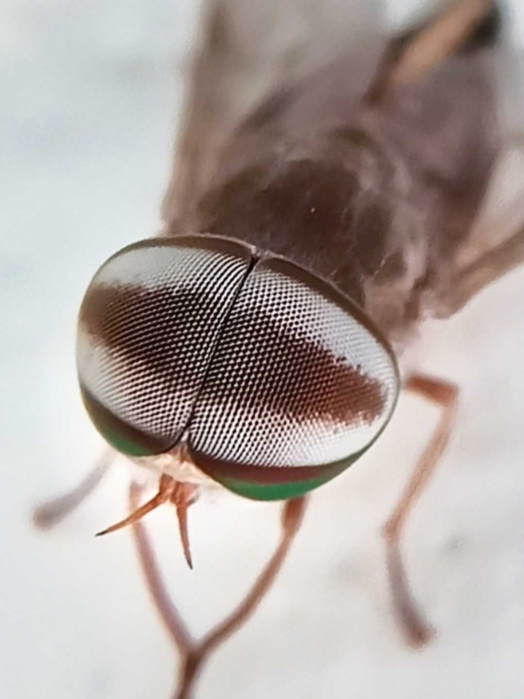 macro 