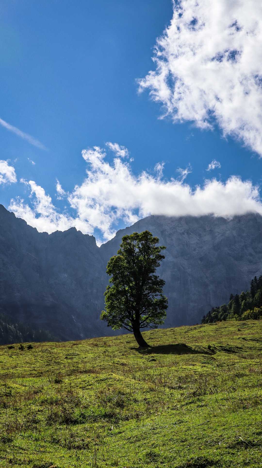 Lonely tree 🌲