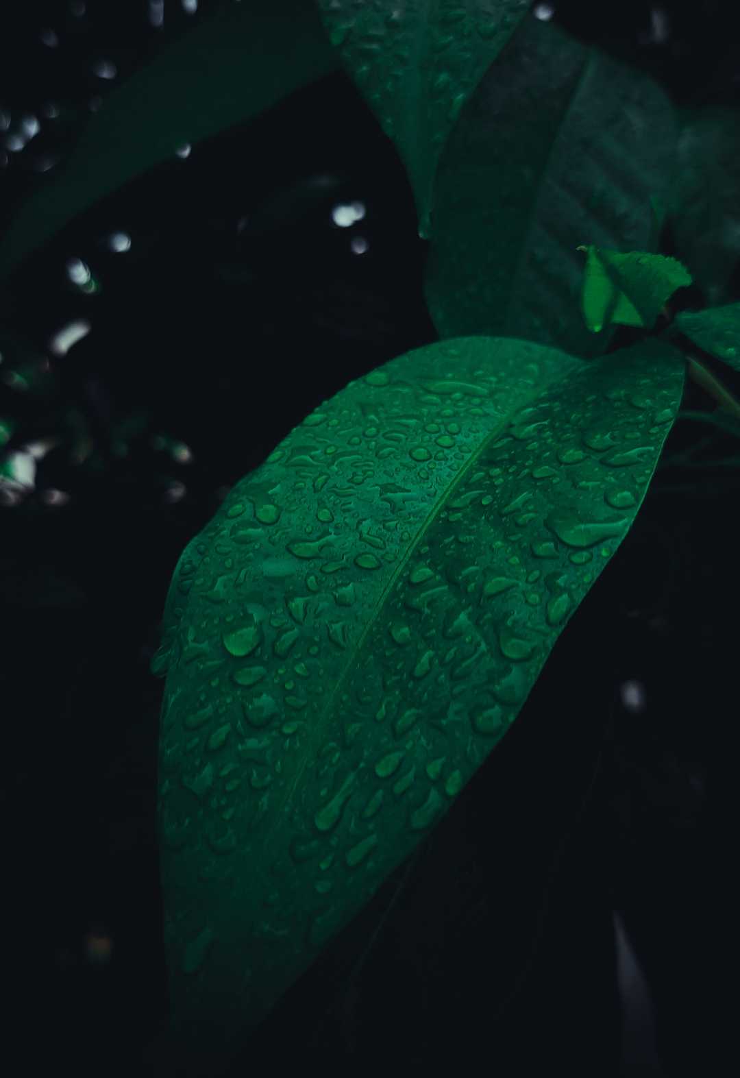 monsoon clicks