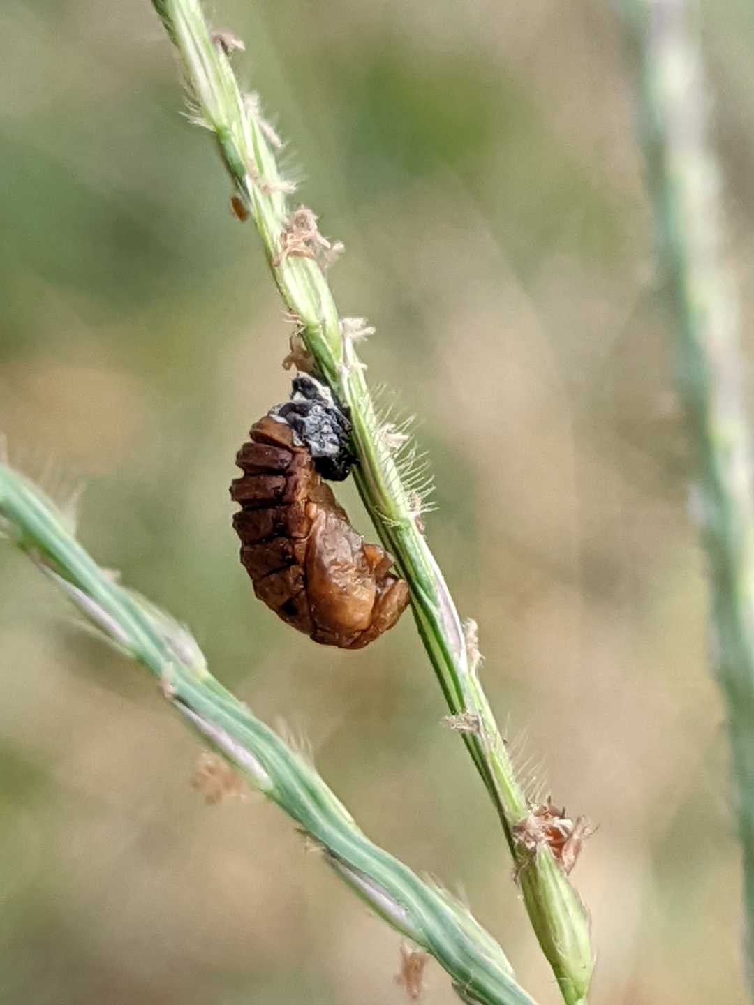 pupa/kepompong