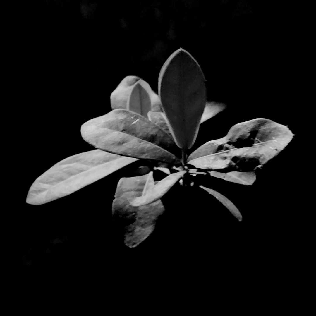 BnW