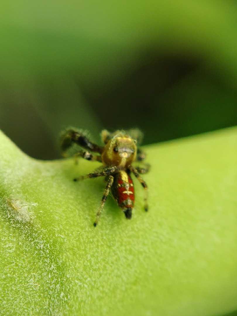 Spider.