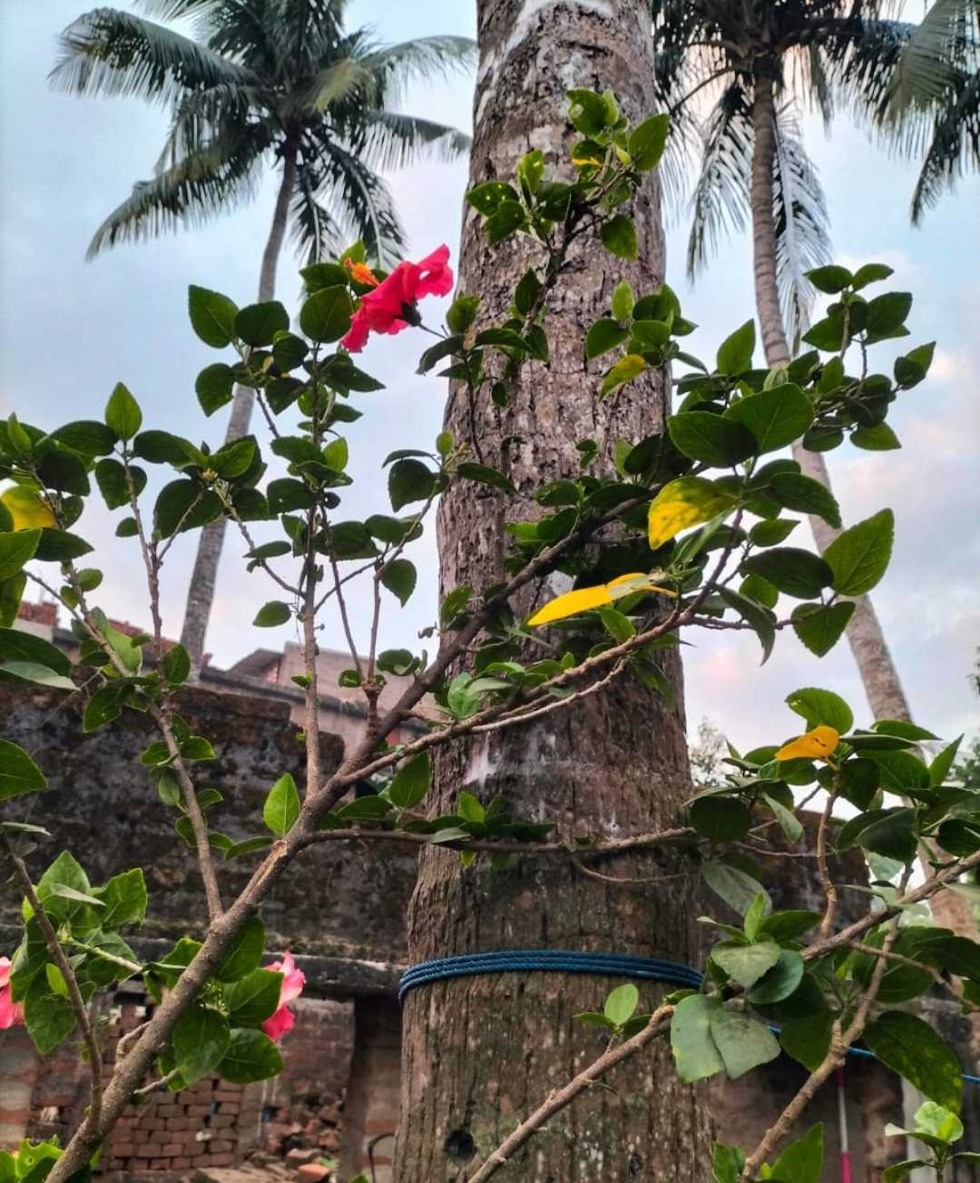 hibiscus 🌺