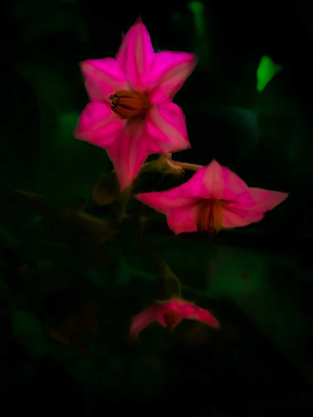 beautiful flower 🌺🌻🌹🌷