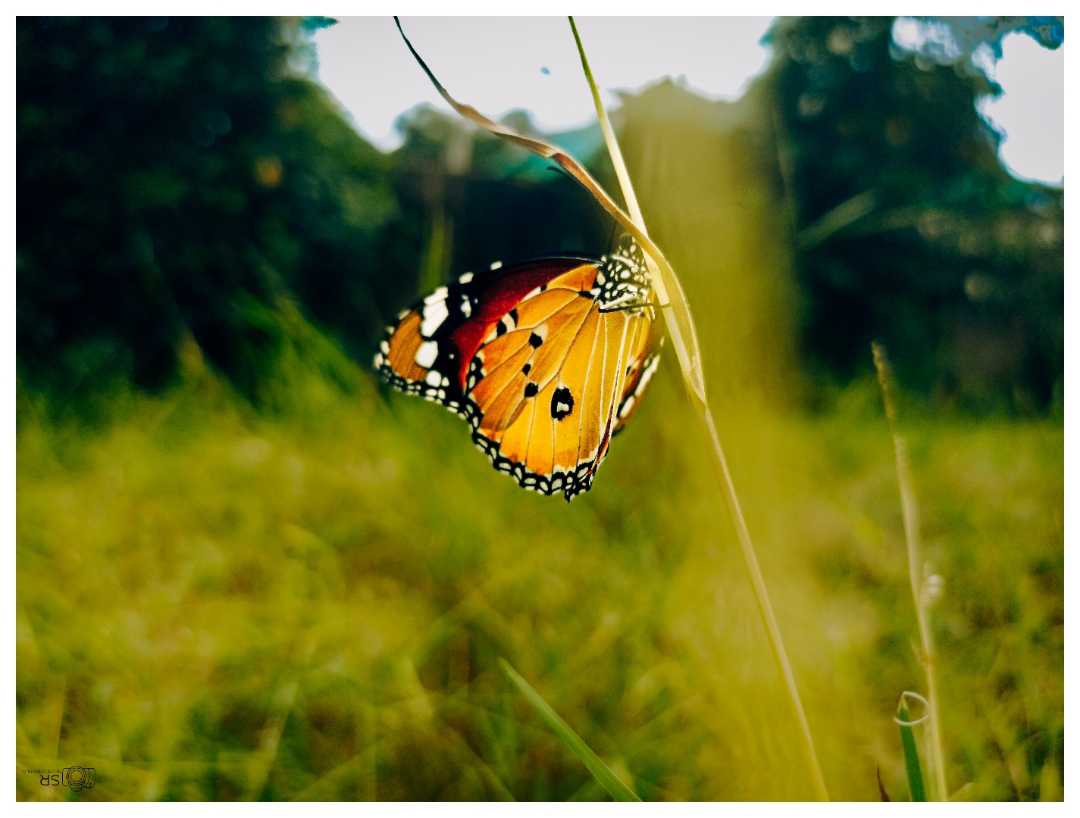 Butterfly🦋